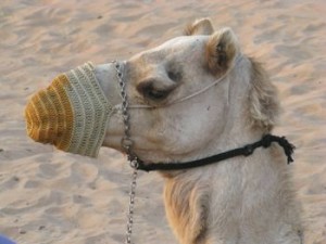 camel-spit